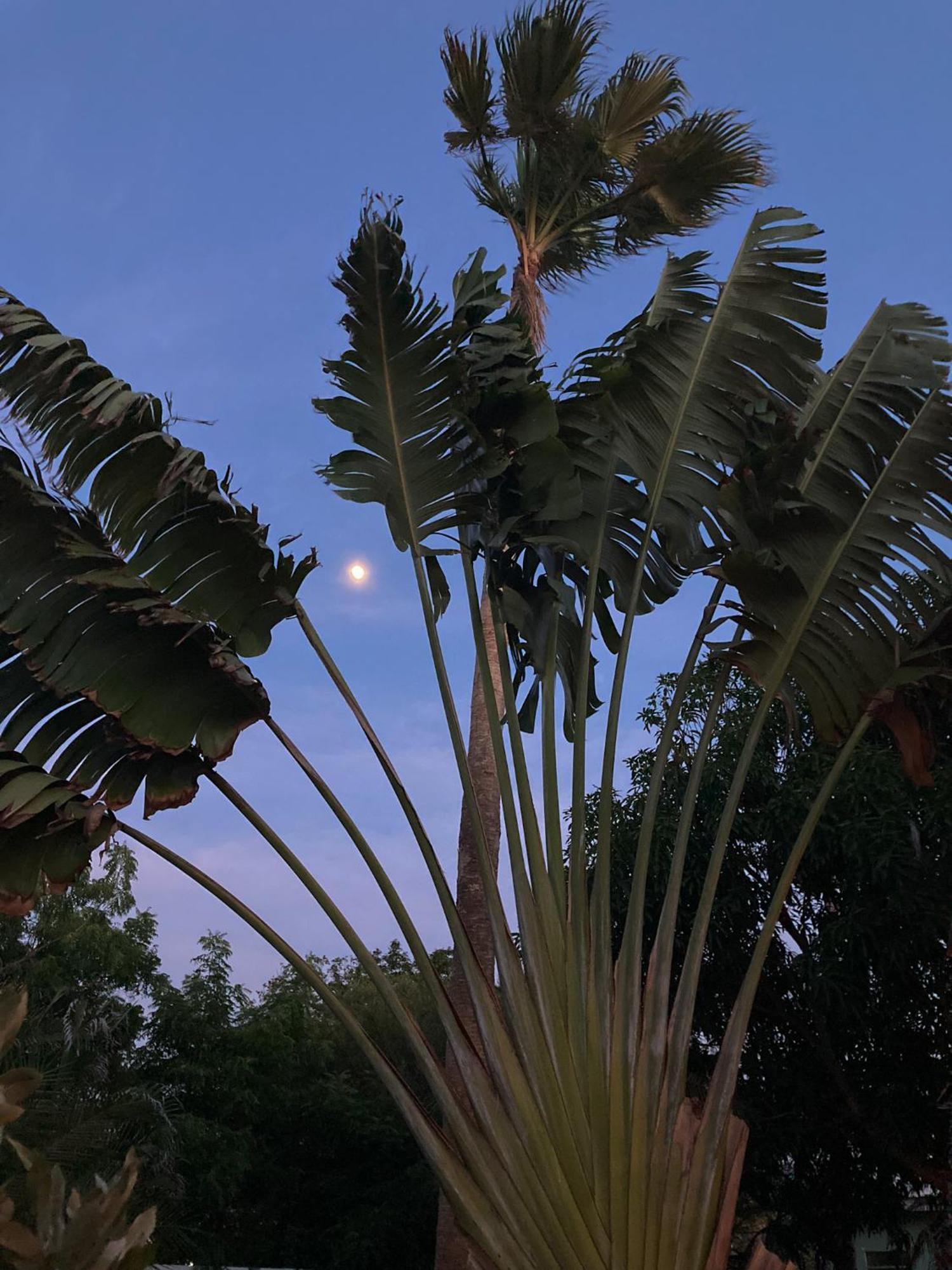 Woodstock Palmresort Curacao 威廉斯塔德 外观 照片